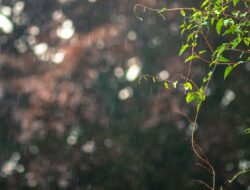 15 Kata-Kata Hujan Aesthetic yang Bikin Hati Tenang dan Pikiran Damai
