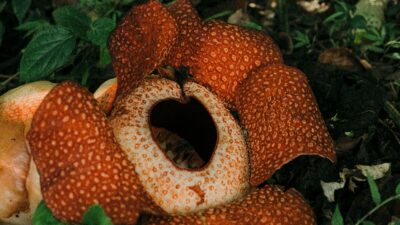 10 Kumpulan Nama-Nama Bunga Langka dan Lokasi Asalnya