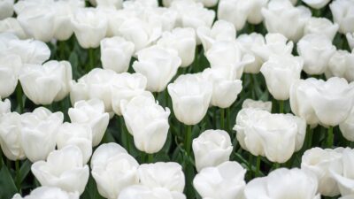 18 Makna Bunga Tulip Putih : Simbol Ketenangan dan Kekuatan Batin
