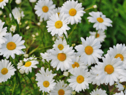30 Fakta Menarik dan Arti Bunga Daisy 