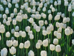 15 Makna Tulip Putih dan Ragam Warna Lainnya