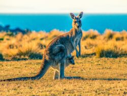 Sinopsis Film Kangaroo Berdasarkan Kisah Nyata dari Australia